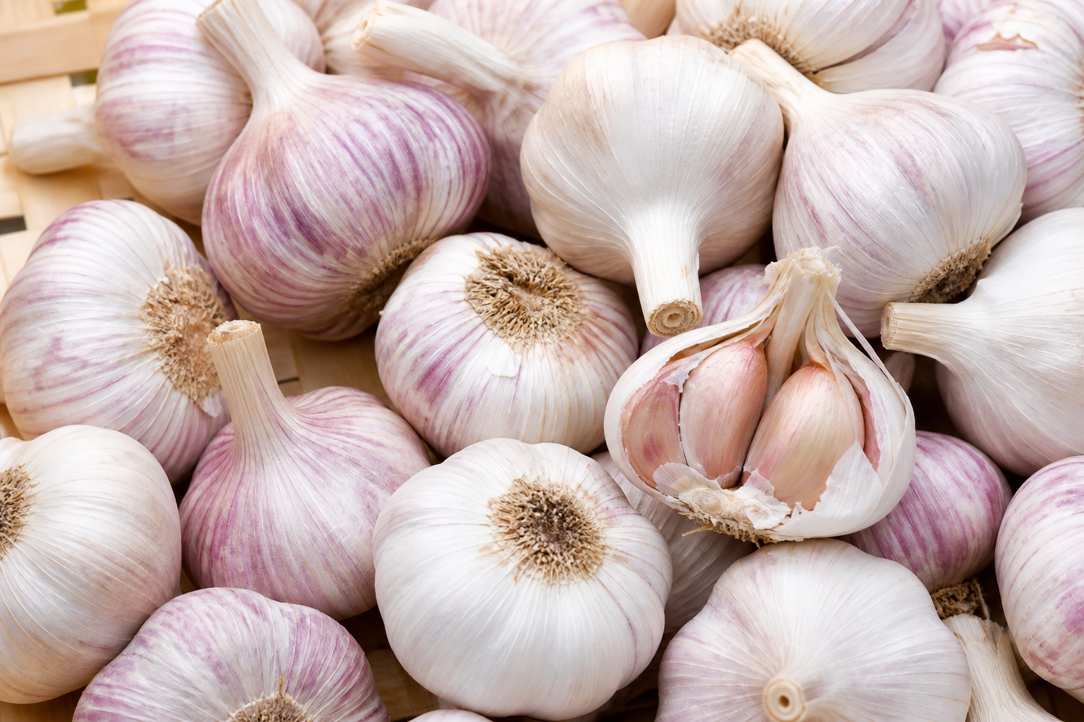 Garlic