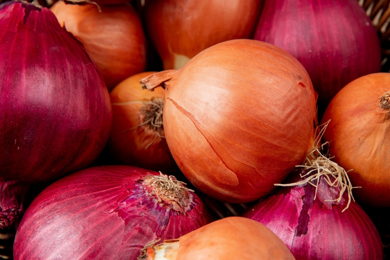 Golden & Red Onions 1