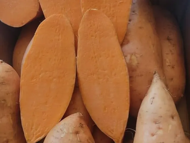 البطاطا الحلوة