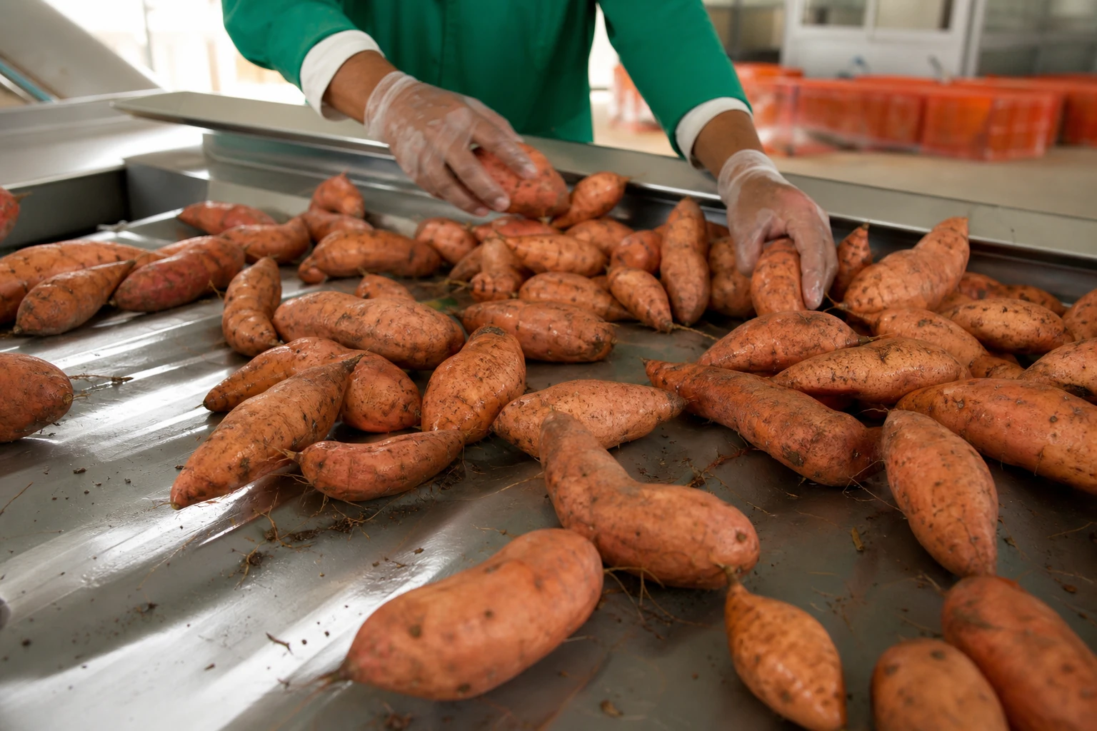 Sweet Potatoes 3